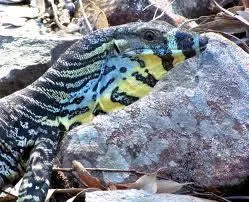 Lace Monitor - Amazing Amazon